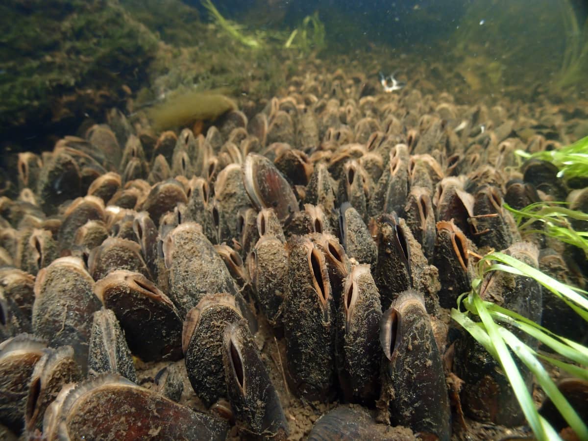 Pohjoisen kirkkaissa vesistöissä elelee uhanalainen jokihelmisimpukka eli  raakku – WWF aloittaa juhannuksen alla raakkuliven Inarin Luttojoelta