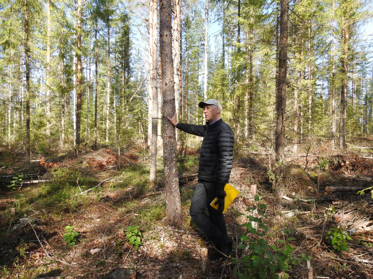 Kävimme kolmessa metsässä, joiden omistajat ovat luopuneet avohakkuista –  ja se onkin usein kannattavaa myös metsänomistajan kannalta