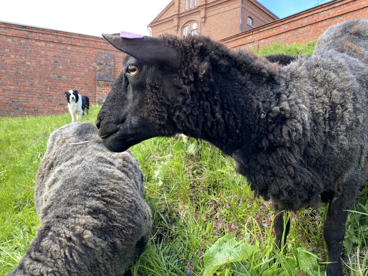 Koira paimentaa kauempaa etualan lampaita linnan vallilla