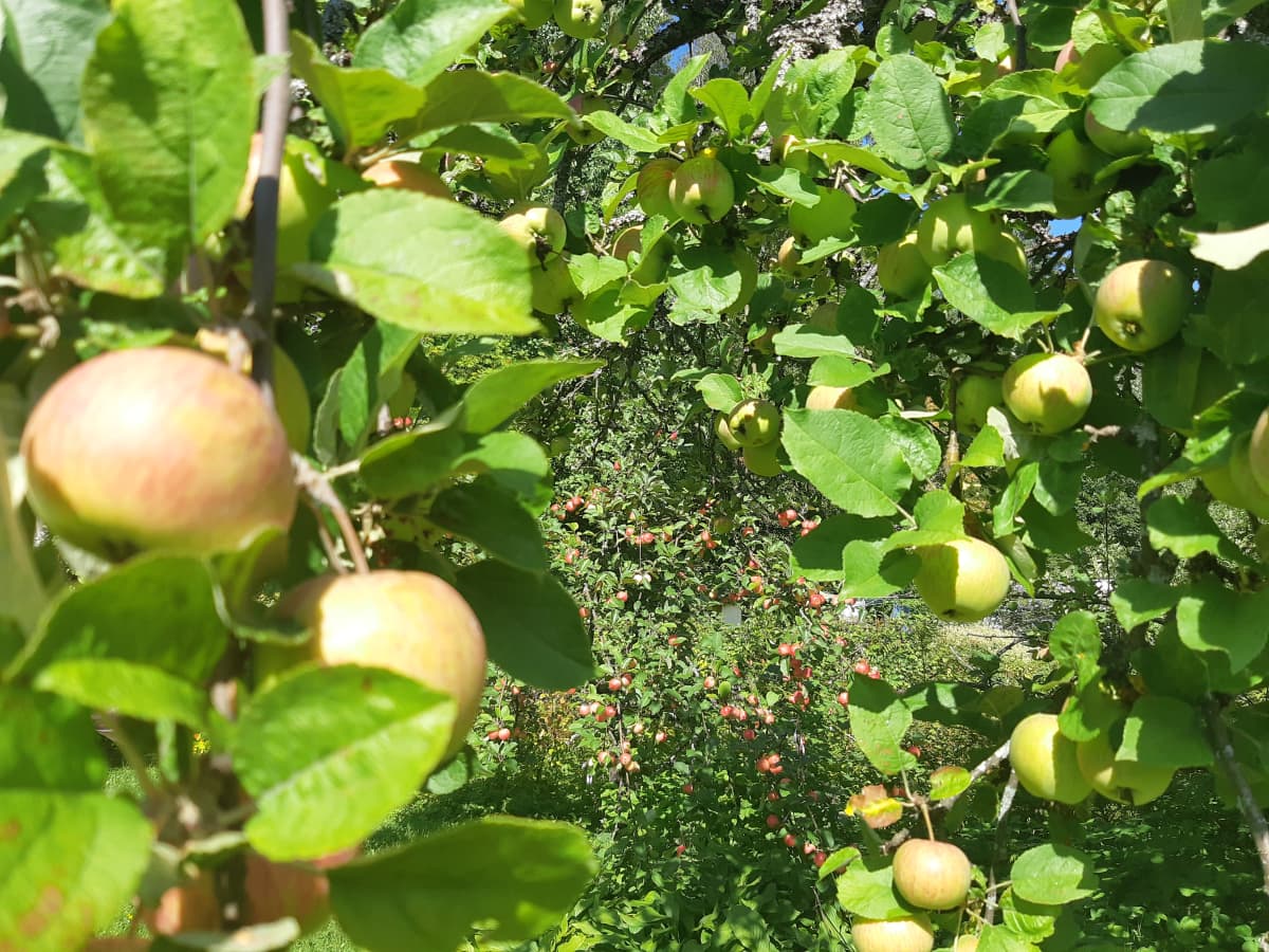 Omenia omenapuissa