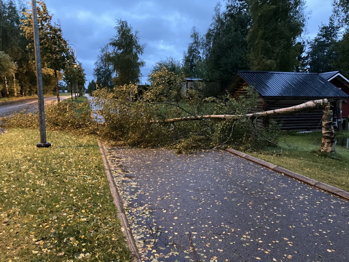 Aila-myrskyn kevyen liikenteen väylälle kaatama puu Kokkolassa.