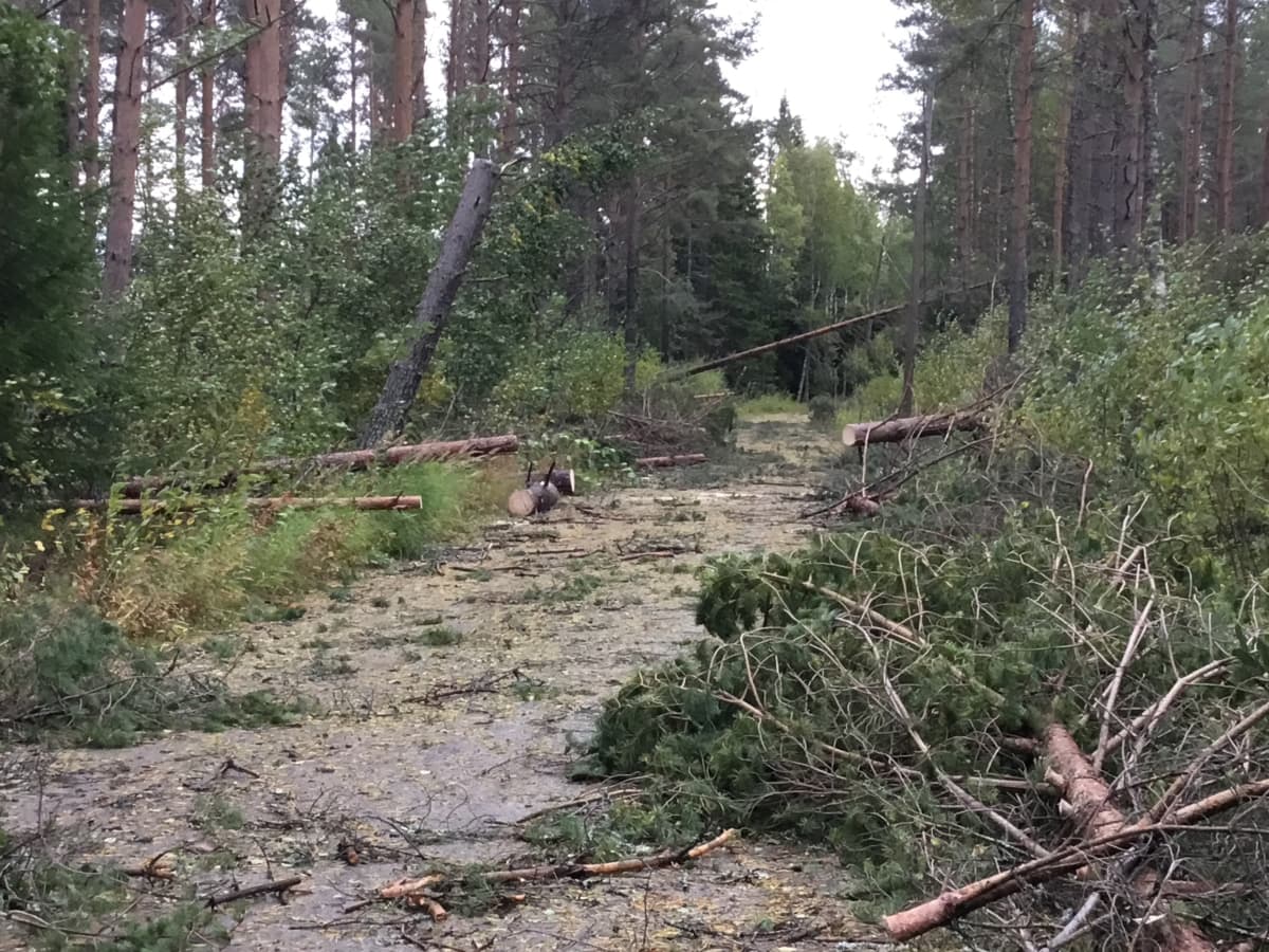 Metsätielle kaatuneita puita Kokkolan Möllerissä.