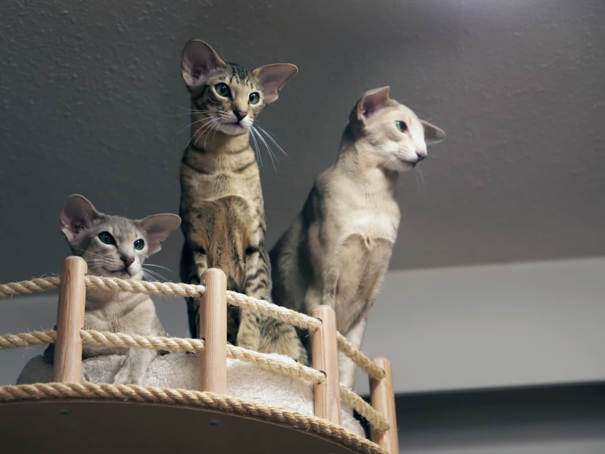 Kolme kissaa kiipeilypuussa