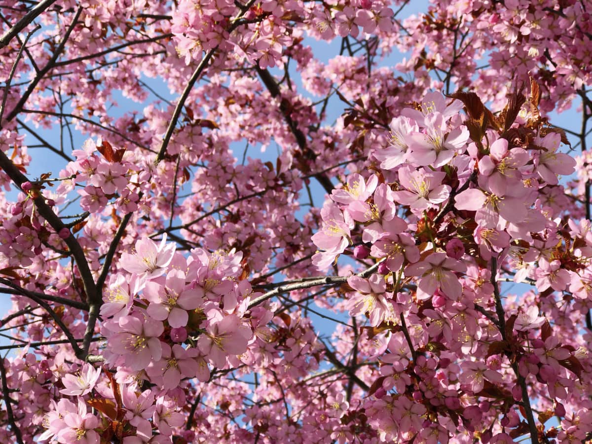 Kirsikkapuu kukkii