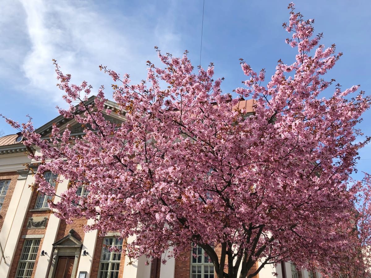 Kirsikkapuu kukkii Turun pääkirjaston edustalla