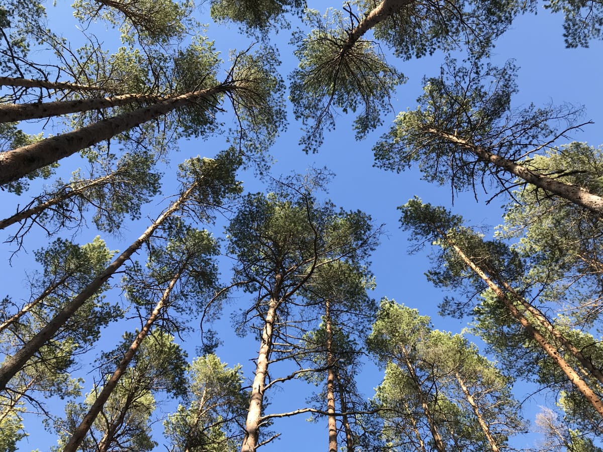 Mäntymetsä alhaalta ylöspäin kuvattuna, kuvassa puiden latvustoja sinistä taivasta vasten.