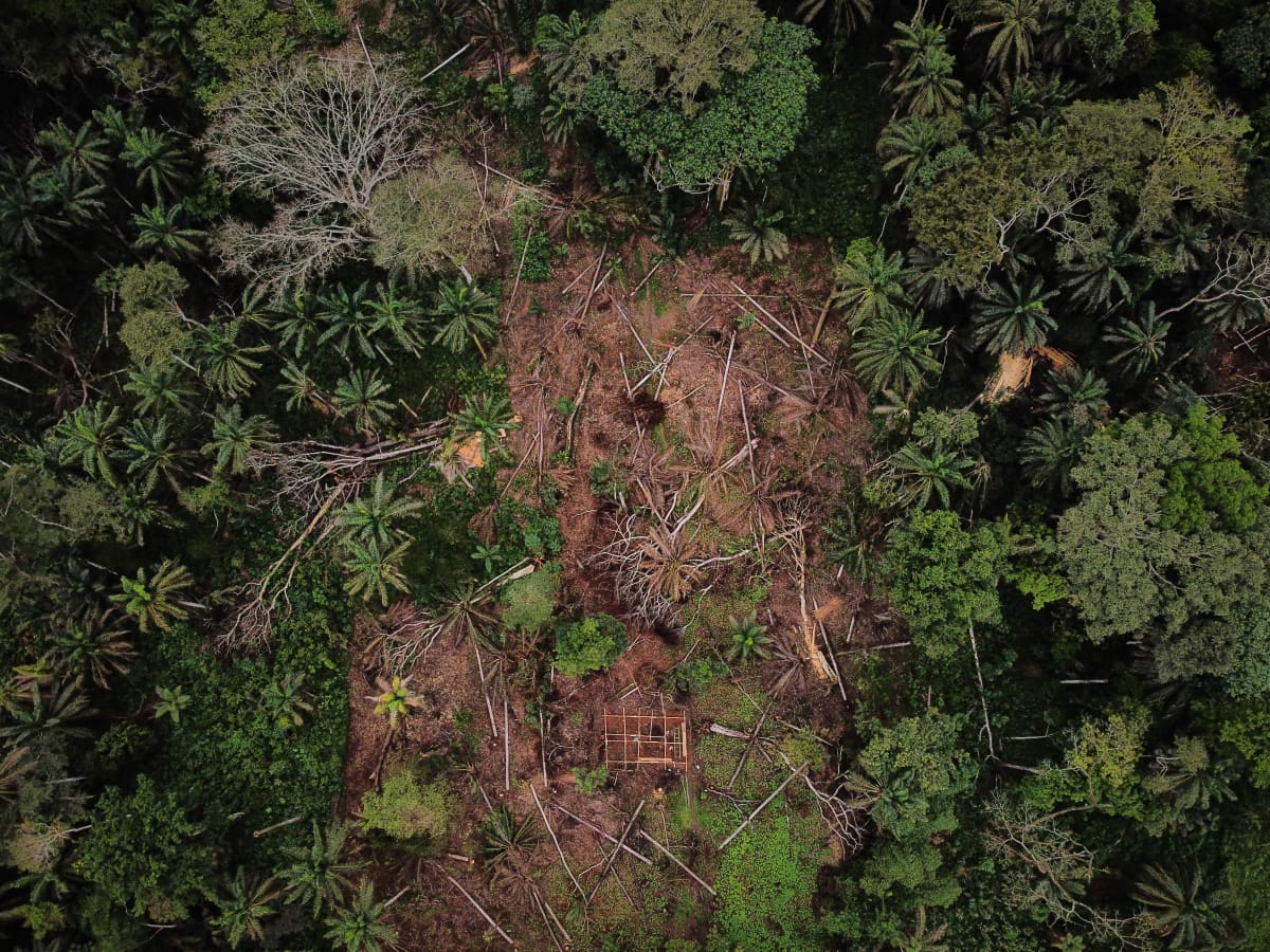 Hakattua sademetsää Kongon demokraattisessa tasavallassa lokakuussa 2020. Ilmastovaikutusten lisäksi metsien laajenevat hakkuut lisäävät vaarallisten tautien tartuntariskiä ihmisiin.