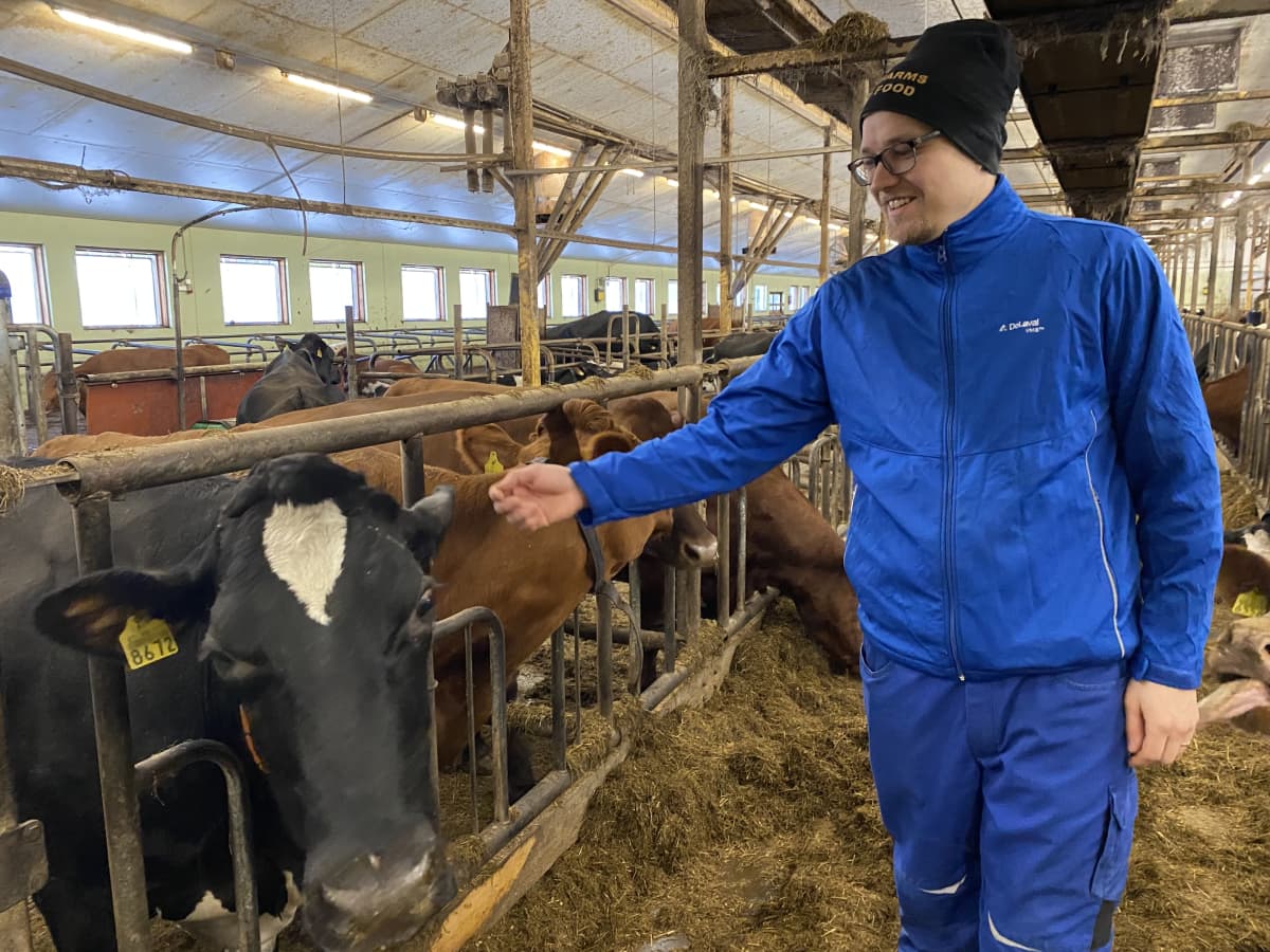 Pipoon, siniseen takkiin ja työhousuihin puketunut mies hymyilee mustavalkealle lehmälle ja silittää sen päätä. Lehmä on parressa ja sen edessä ruokintakorokkeella on säilörehua. Takana näkyy ruskeita lehmiä. 