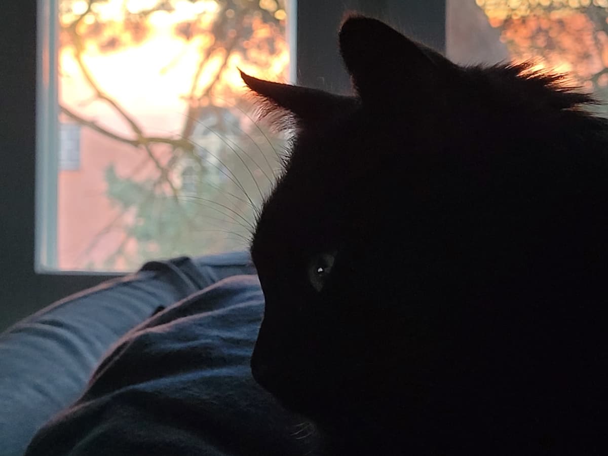 Läheltä otettu sivukuva mustasta Pentti-Kissasta