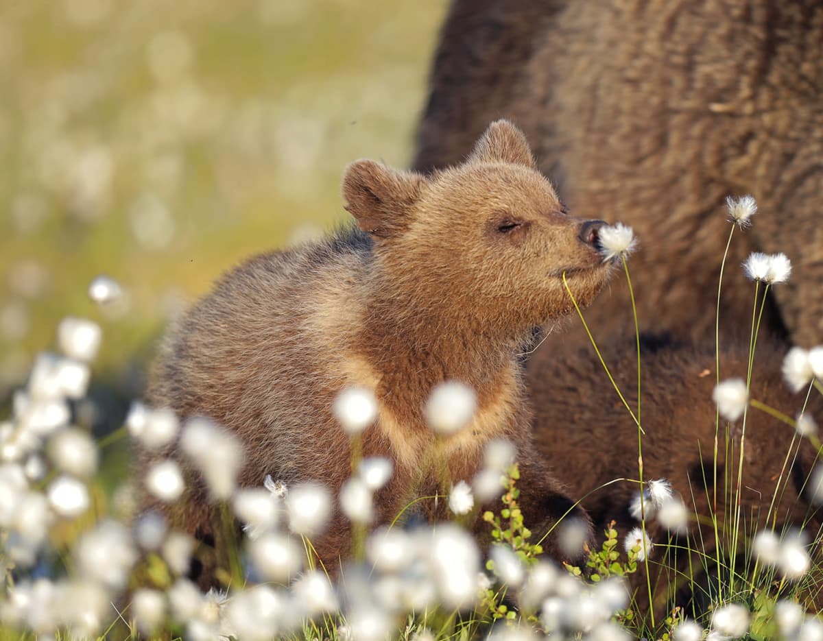 Finnish bear snaps make final of Comedy Wildlife Photography Awards | News  | Yle Uutiset