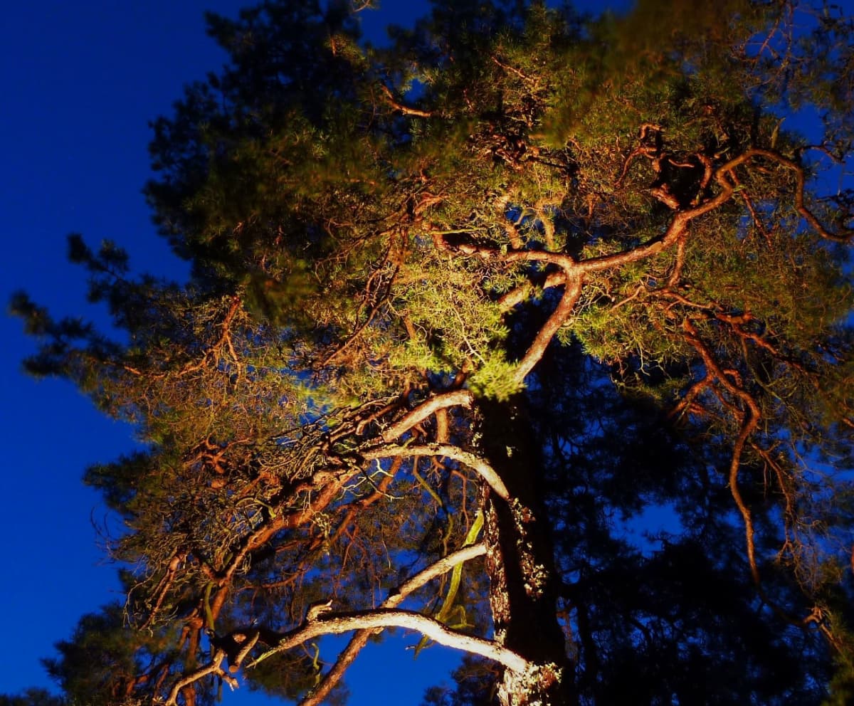 Suomen ihastuttavin puu -finalisti, mänty Velkualla.
