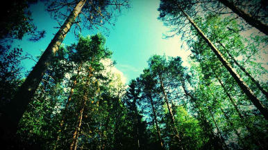 metsä, taivas