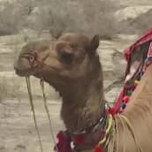 Roshan-kameli suorittaa tärkeää tehtävää koronan keskellä