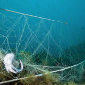 kadonnut kalaverkko vedessä