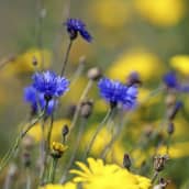 Sinisiä ja keltaisia kukkia kedolla
