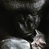 Koko-gorilla paijaa kissanpentua.