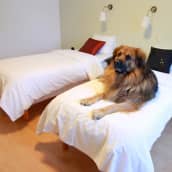 Koira hotellihuoneen sängyllä