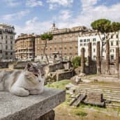 Rooman ytimessä sijaitseva Largo Argentina on ollut vuosikausia lähinnä kissojen asuinpaikkana.