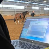 Hevosen polvinivelten ääniä rekisteröidään nivelrikkotutkimusta varten Oulun hevosklinikan maneesilla.