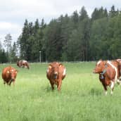 Lehmät kävelevät kohti kameraa kesäisellä laitumella