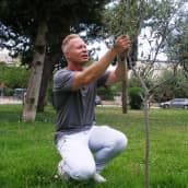 Teemu Lehtinen istuttaa oliivipuuta