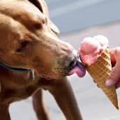Koira syö jäätelöä.