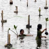 Indonesialaiset opiskelijat istuttivat mangroven taimia Kapukin suojelualueella Jakartassa 2009.