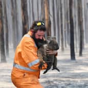 Pelastustyöntekijä koala sylissään Kangaroo Islandilla 