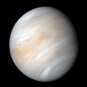Venus Nasan Mariner 10 -luotaimen kuvaamana helmikuussa 1974. Monet luotaimet ovat kuvanneet naapuriplaneettaamme ohilennoilla ja sen kiertoradalta tuon jälkeenkin, mutta tämä vanha kuva on Jet Propulsion Laboratoryn kuva-asiantuntija Kevin M. Gillin käsittelemänä eräs kauneimmista.
