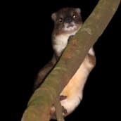 Putamaani puussa. Helsingin yliopiston tutkimusryhmä löysi Taitavuorilta Keniasta puutamaanin, joka saattaa kuulua tieteelle aiemmin tuntemattomaan lajiin.
