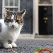 Juovikas Larry-kissa etualalla, taustalla näkyy Downing Street 10:n etuovi.