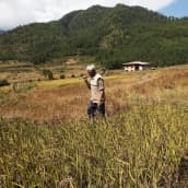 Bhutanilainen viljelijä kävelee pellolla