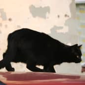 Musta kissa auton konepellillä