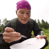 Amanuenssi Jukka Salmela Lapin Maakuntamuseosta koepyydysti hyönteisiä Rovaniemellä Kirkkolammen rannalta 20.7.2017