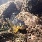 Järvitaimenen poikanen veden alta kuvattuna.