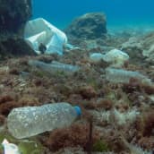 Muovipulloja ja -kasseja merenpohjan kasvillisuuden päällä. 