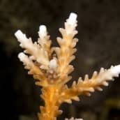 Lämmin merivesi vaurioittaa Ison valliriutan koralleja