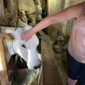 Lehmäleirillä Ilomantsissa opeteltiin lypsämään