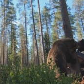 Karhujen raivokas tappelu tallentui kameroille Kuhmon kuvauskojulla