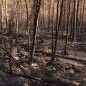 Metsäpalot piinaavat Karjalan tasavaltaa