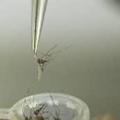 Maailman terveysjärjestö WHO suosittelee maailman ensimmäisen malariarokotteen käyttöä lapsille