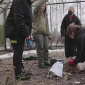 Helsinkiläisessä lähiössä tammikuussa juoksennellut metsäpeura otti ensiaskeleensa takaisin luontoon