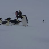 Jukka Tuhkurin kuvaa jään kairaukseta Weddelinmerellä. Pingiivinit tulivat kiinnostuneina katsomaan.