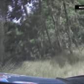 EK 5: Loeb teki karkean virheen ja hajotti autonsa