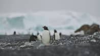 Tutkijat havaitsivat pingviinien levittäytyneen uusille alueille Etelämantereella