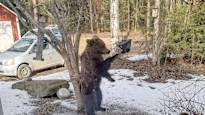 Don't tempt the bears, Finnish police warn