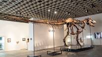 Tyrannosaurus rexin luuranko myytiin yli 50 miljoonalla dollarilla