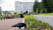 Jyväskylässä on uusi julkkis: korppi – linnulle maistuu pikaruoka tai vaikka oksennus