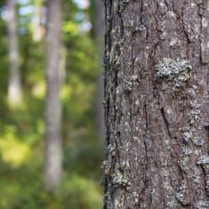 Mänty puu runko kaarna metsä