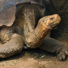 Galapagoksenjättiläiskilpikonna